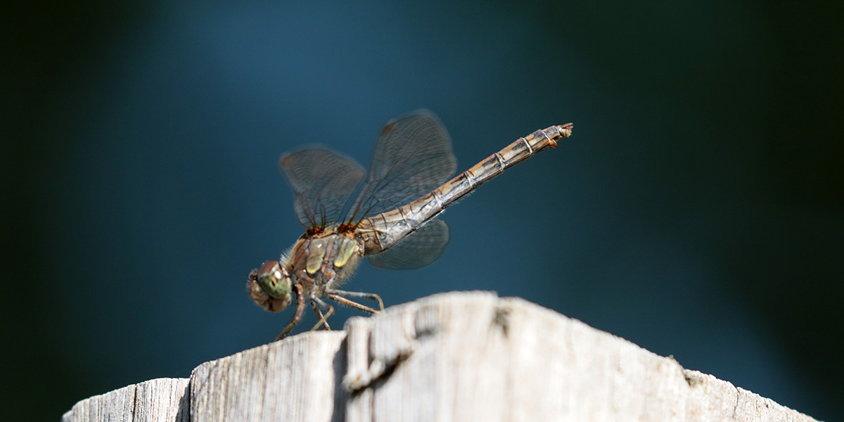 Heidelibel in tuin in Ridderkerk